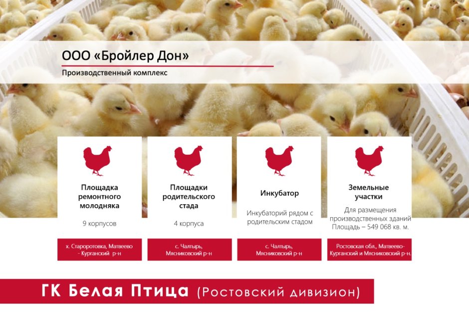 Бройлер Кобб 500 в клетке