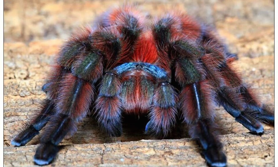 Паук птицеед Avicularia versicolor