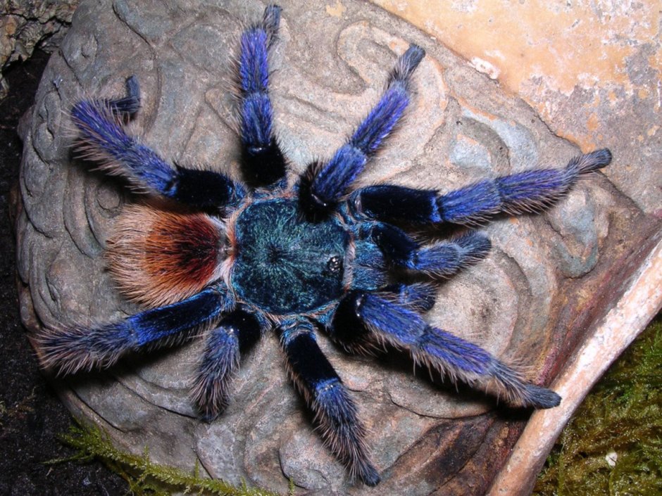 Паук-птицеед Chromatopelma cyaneopubescens