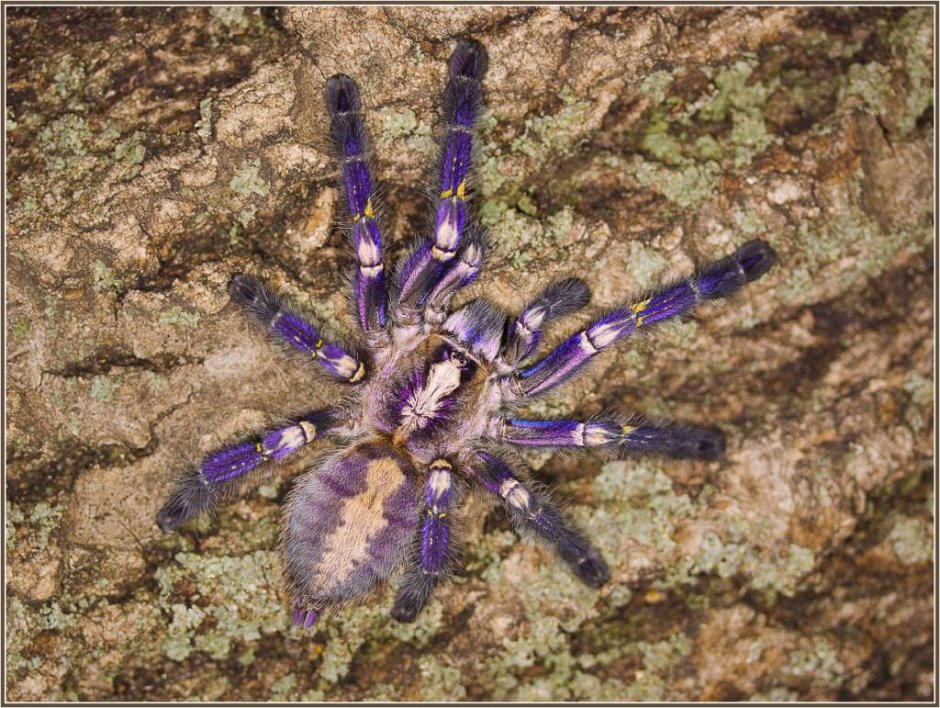 Poecilotheria Metallica паук