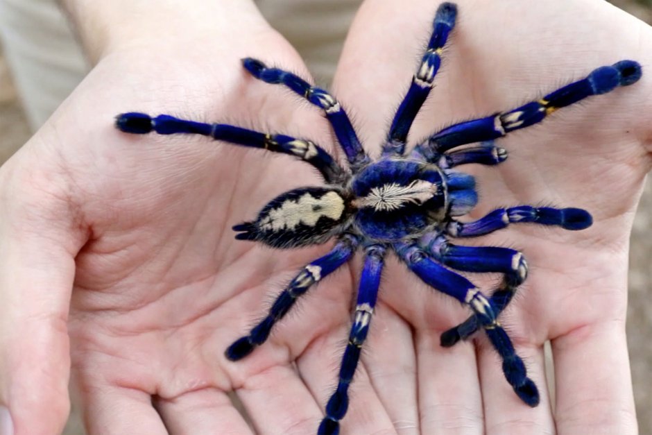 Синий птицеед Poecilotheria Metallica