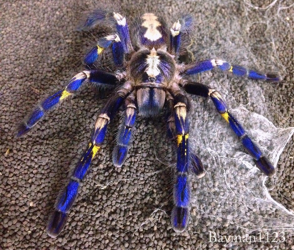 Poecilotheria Metallica паук