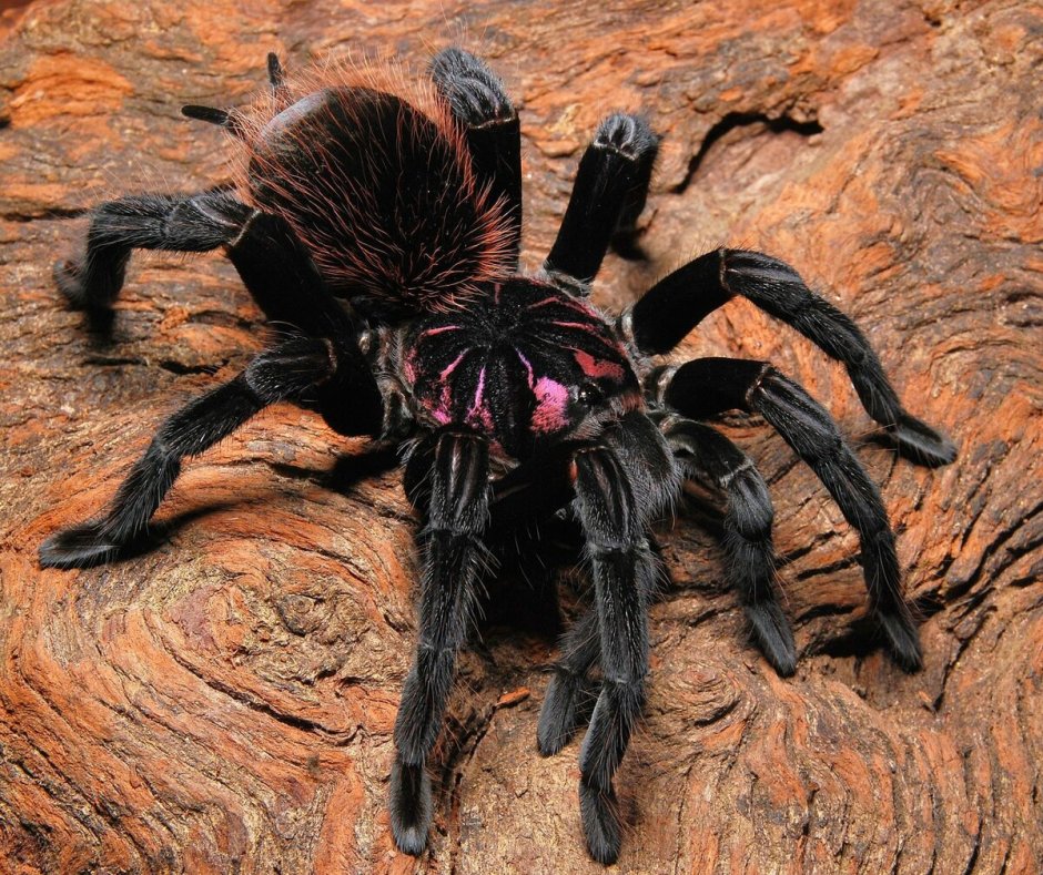 Птицеед Avicularia purpurea