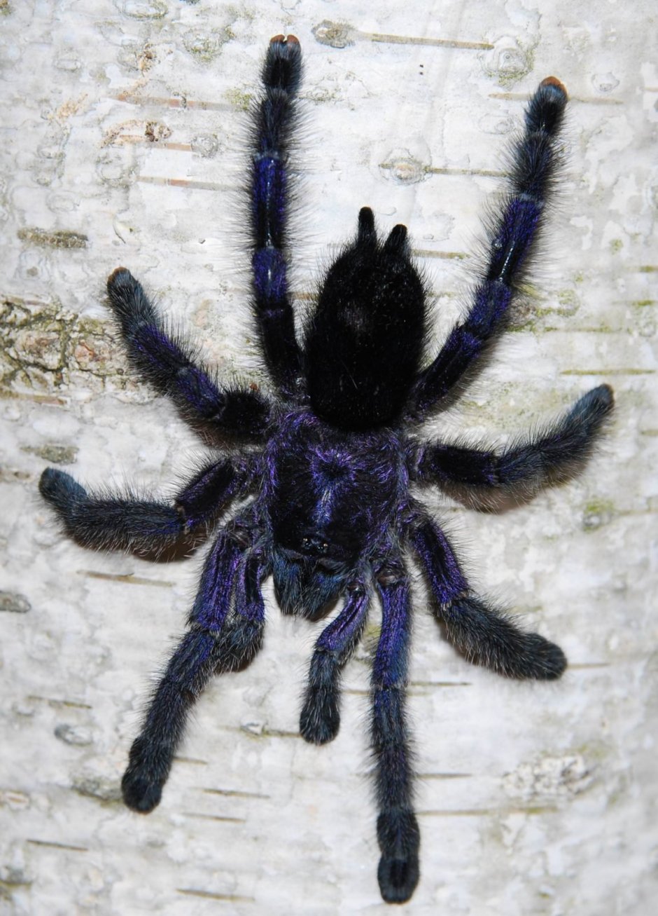Птицеед Avicularia purpurea