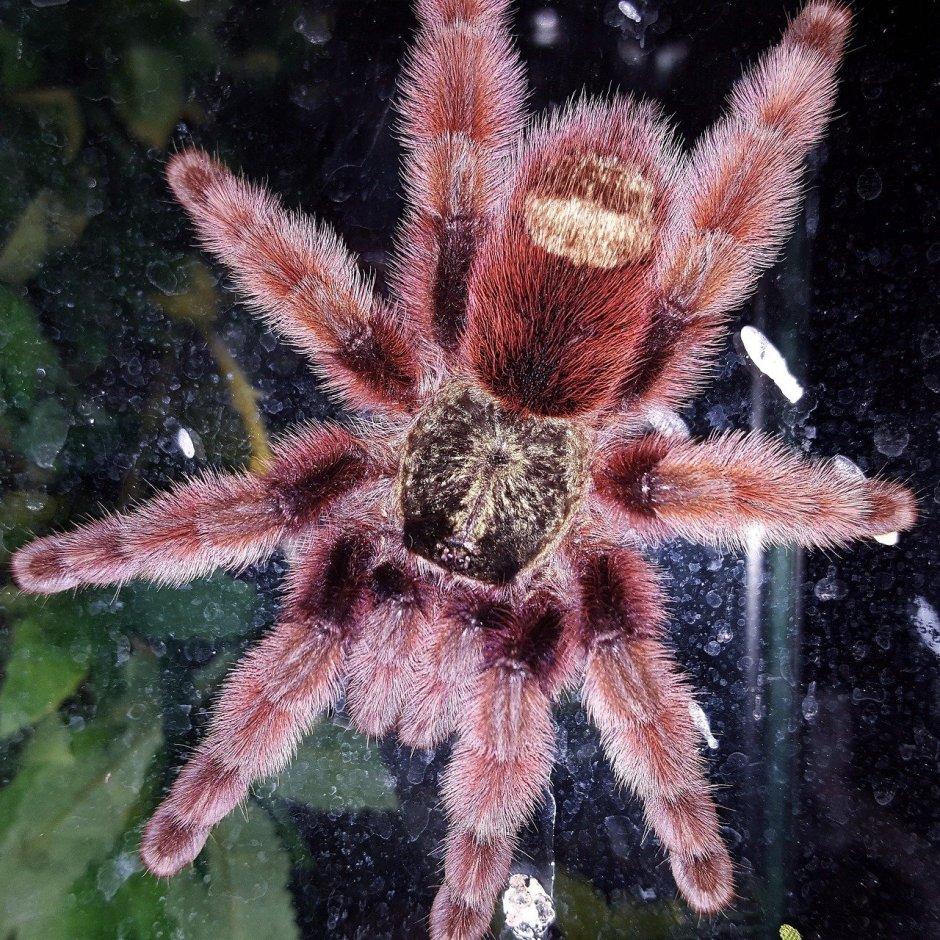Паук Avicularia purpurea