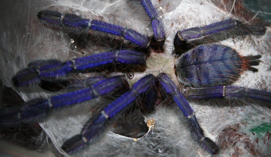 Xenesthis immanis