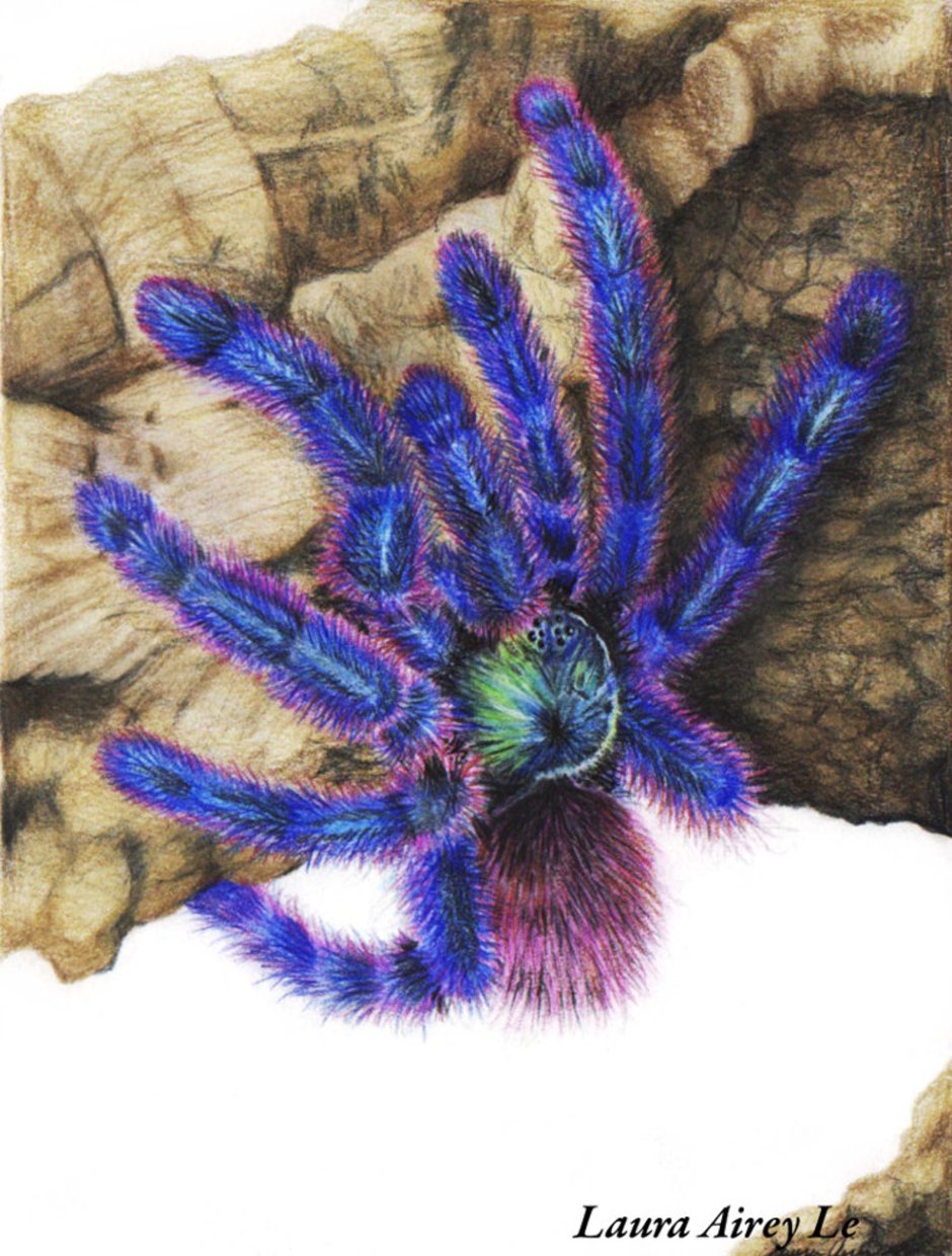 Паук-птицеед Chromatopelma cyaneopubescens