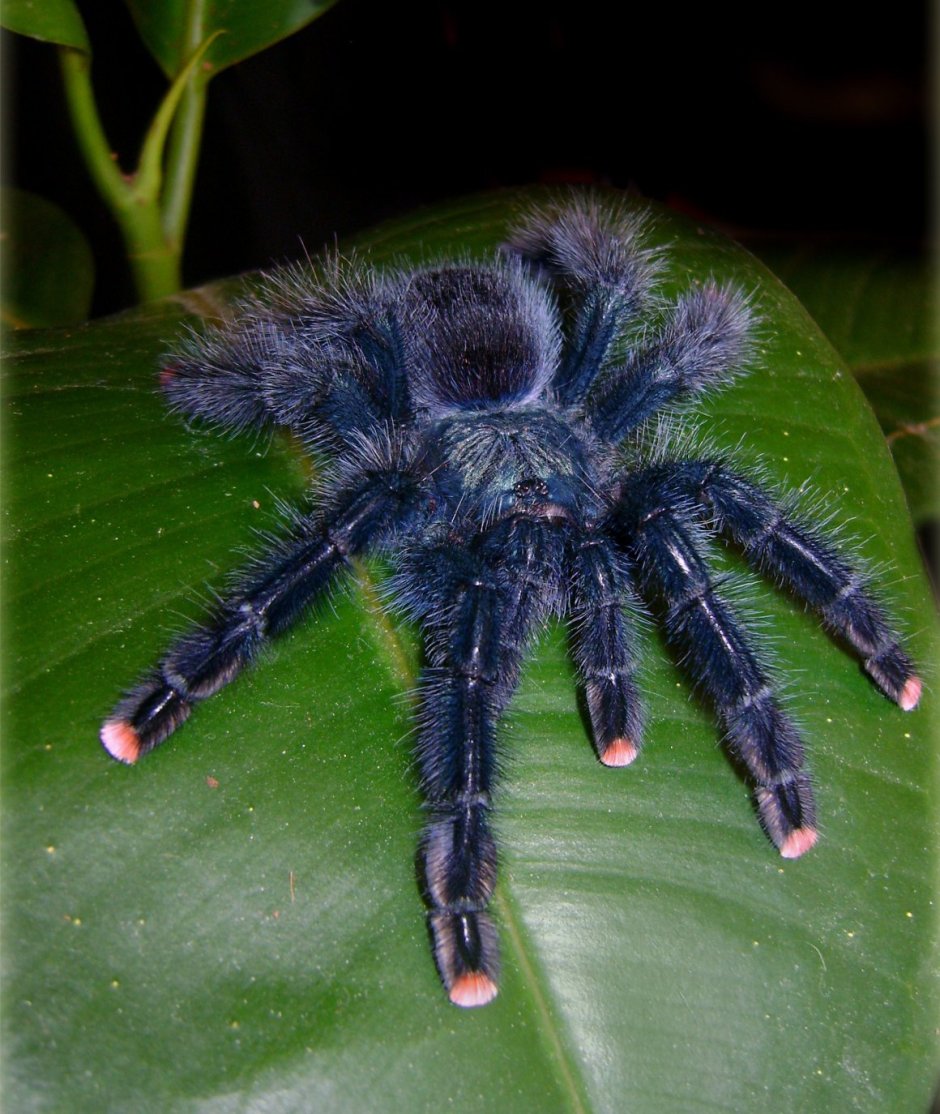 Паук Avicularia Geroldi