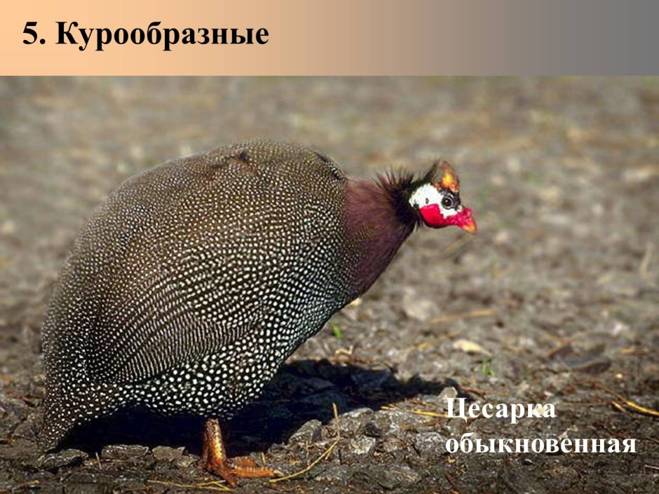 Цесарка птица