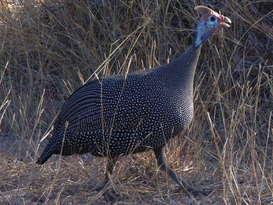 Vulturine Guineafowl