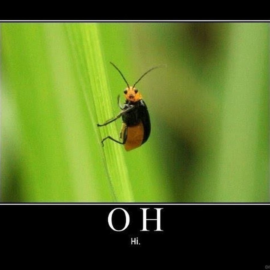 Приколы с насекомыми