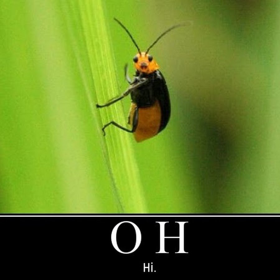 Веселые букашки