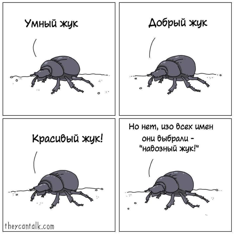 Жук навозный прикол