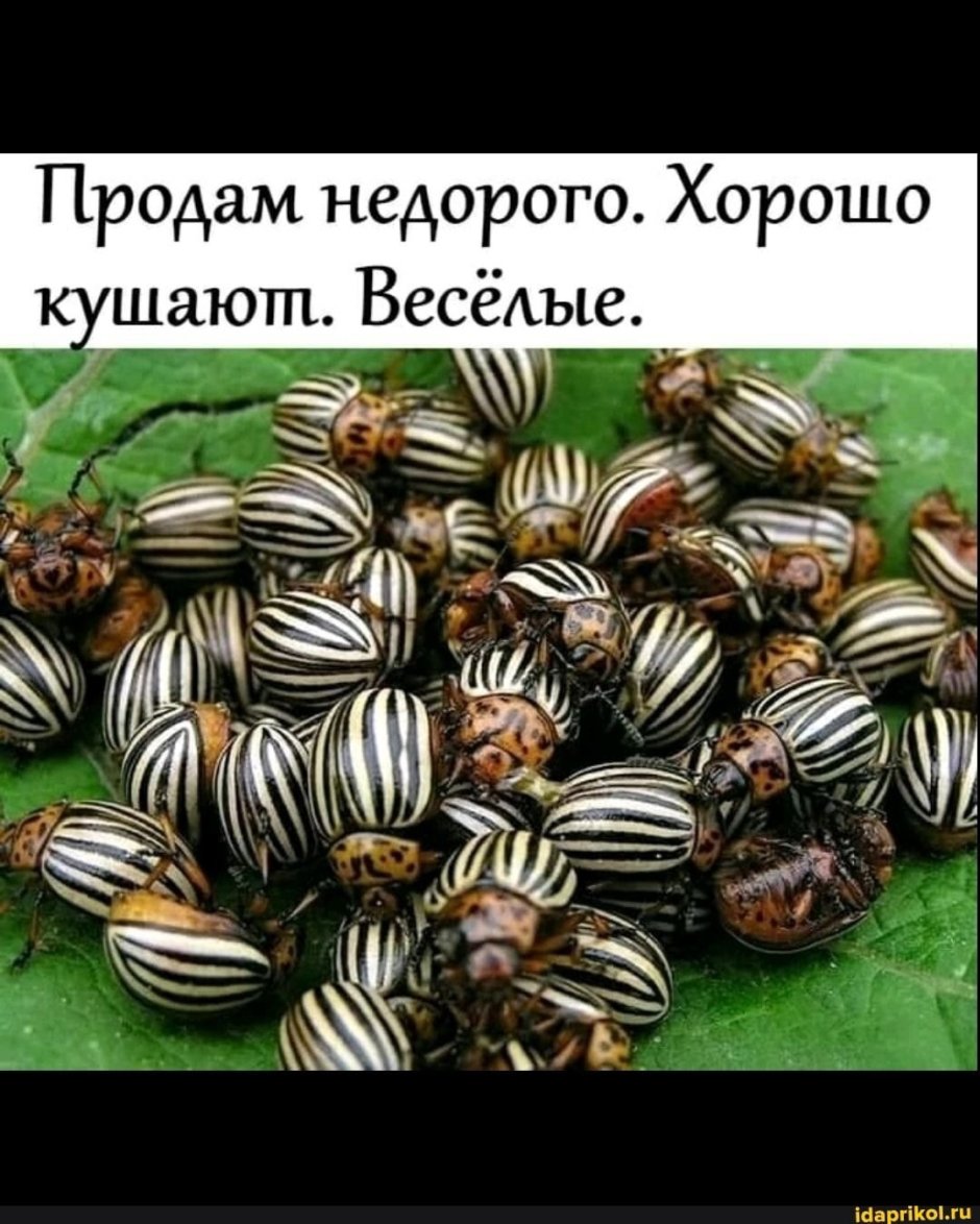 Самый самый смешной Жук