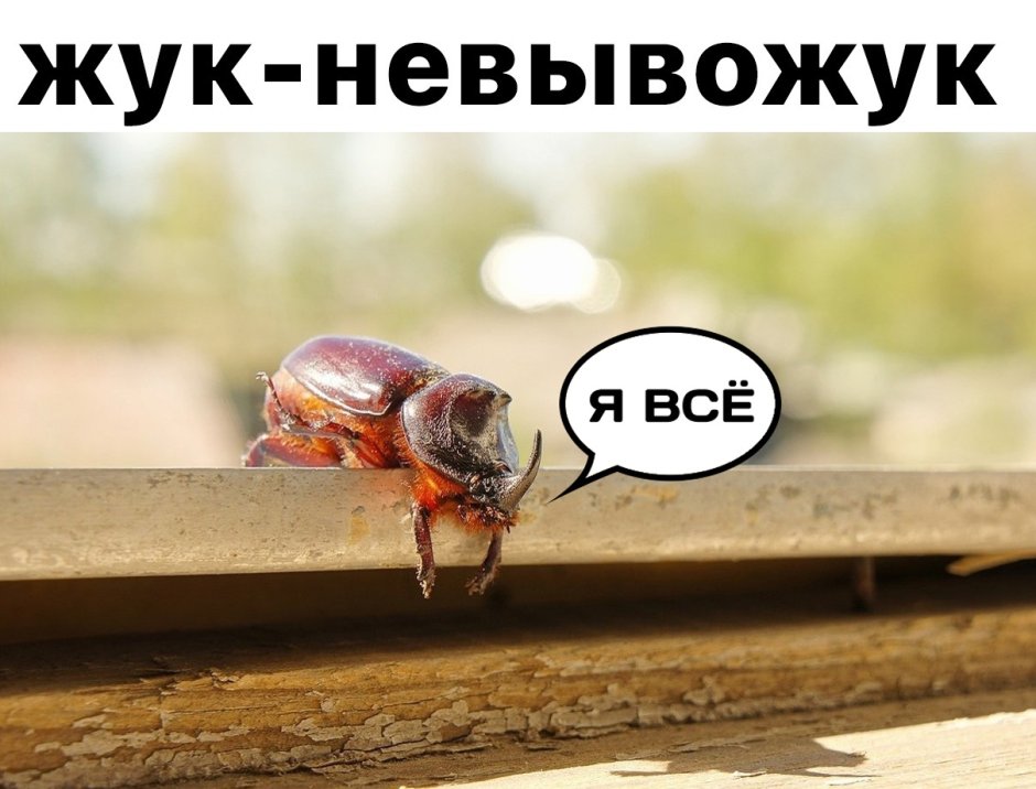 Мое тотемное животное Жук невывожук