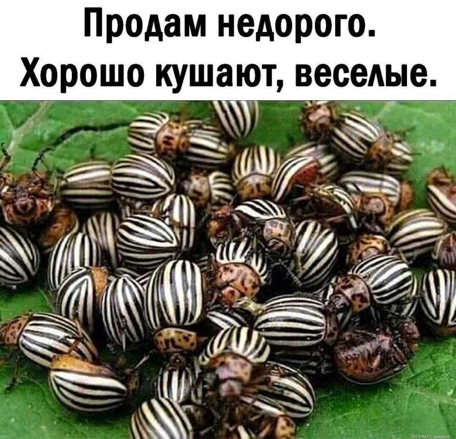 Колорадский Жук или картофельный