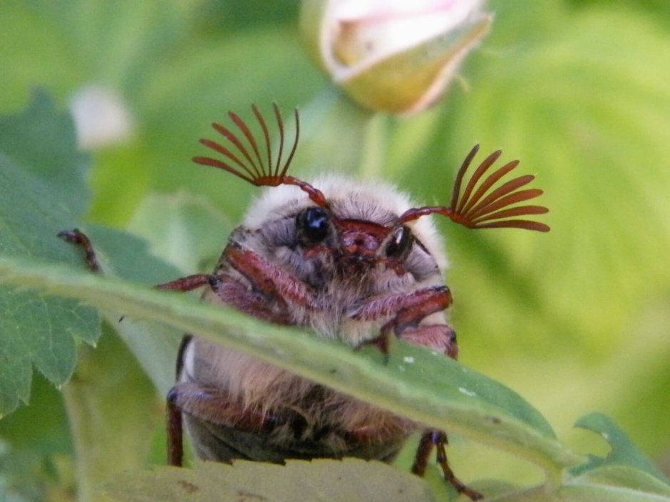 Тот еще Жук