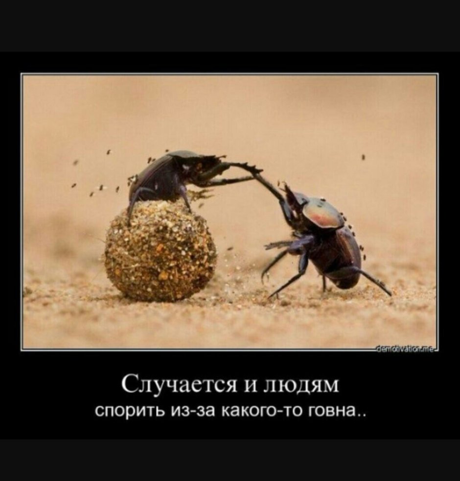 Коварный Жук