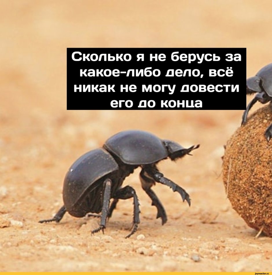 Злобный таракан