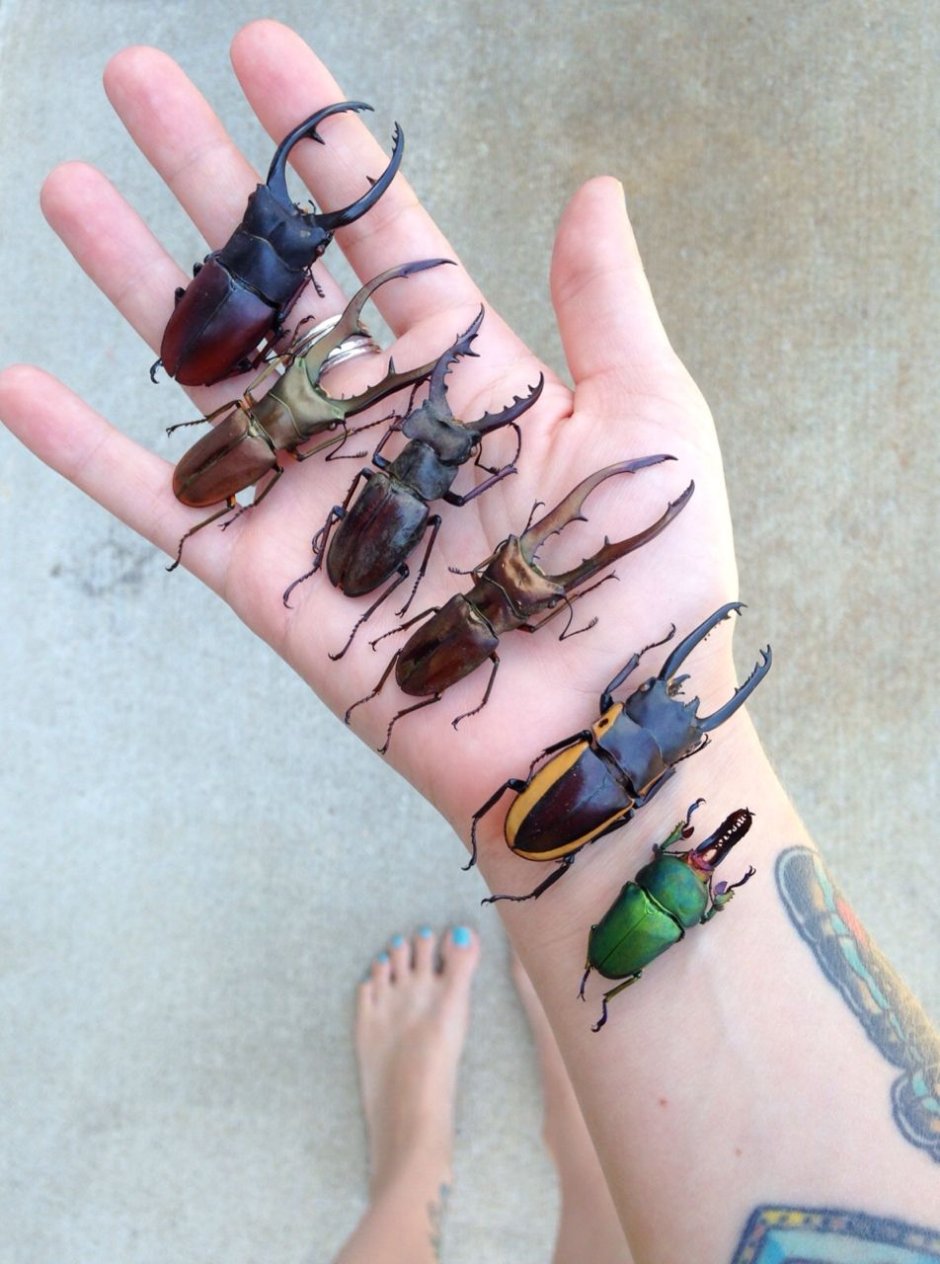 Смешные насекомые вектор