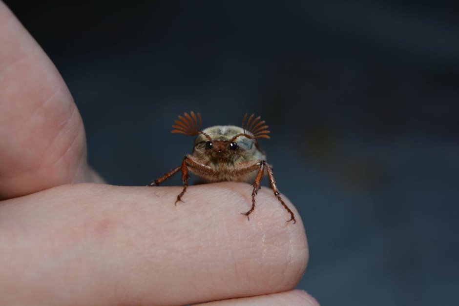 Прикольные жуки