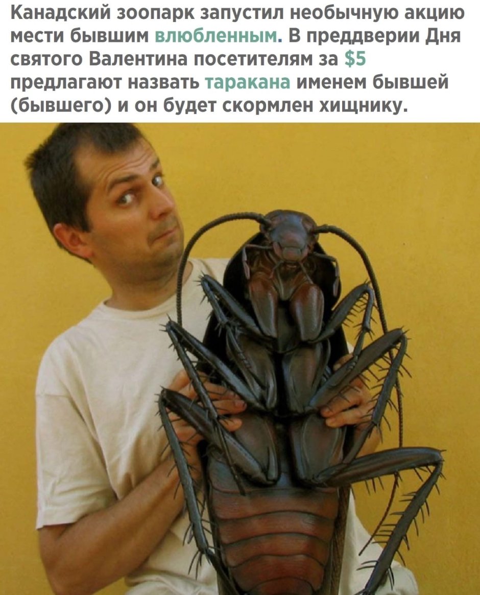 Прикольный комар