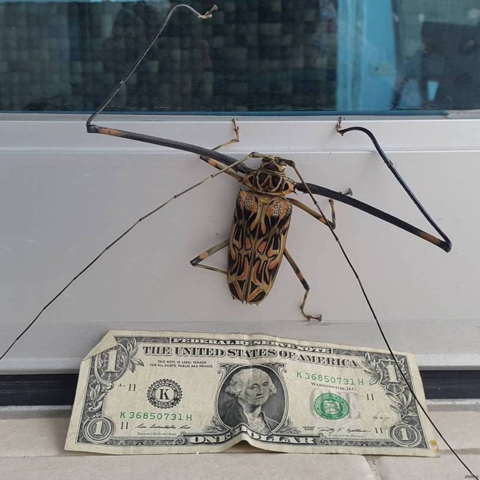 Каламбур деревня дураков пчела