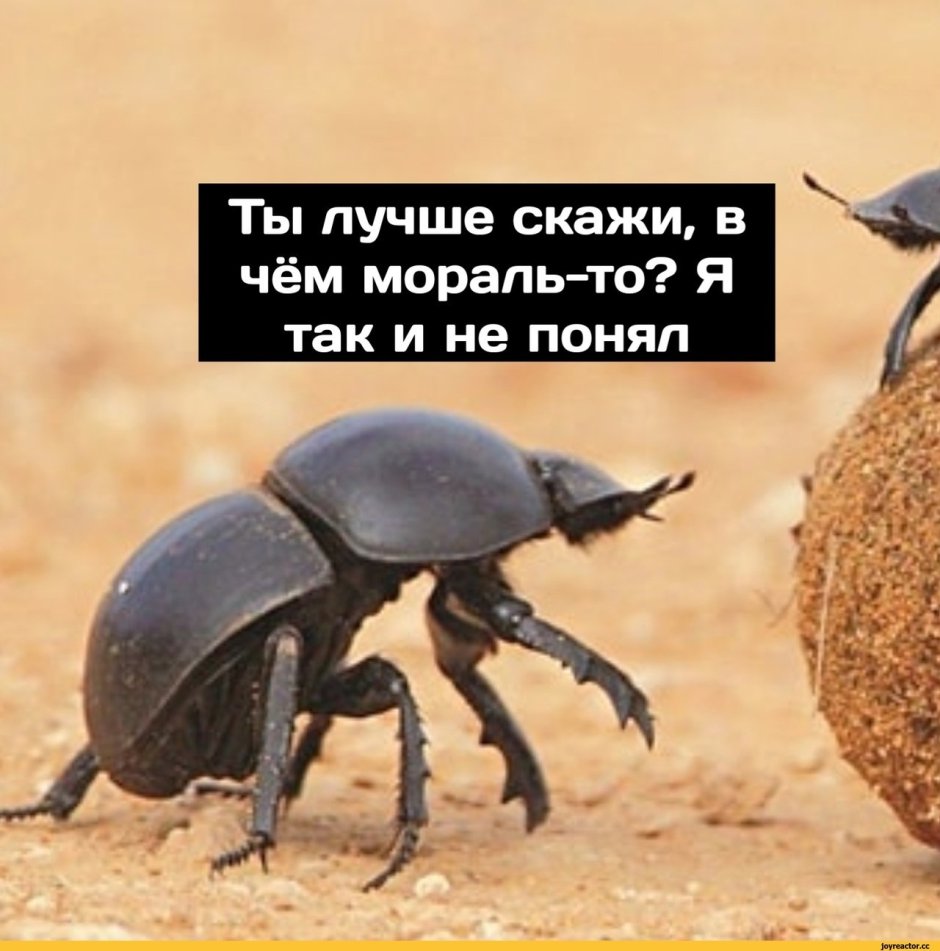 Куколка майского жука