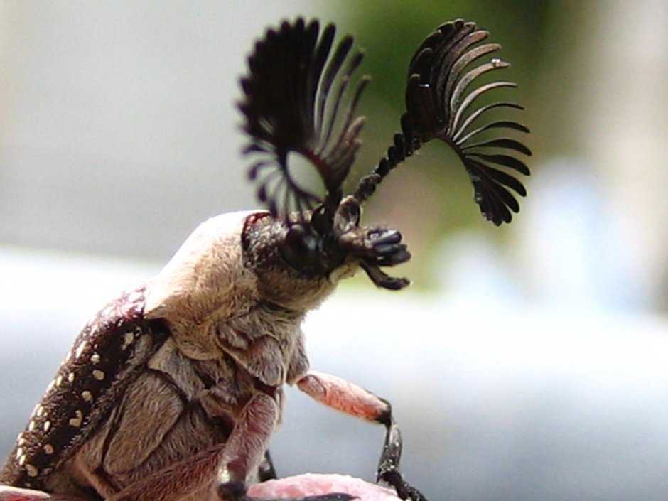 Грустный таракан