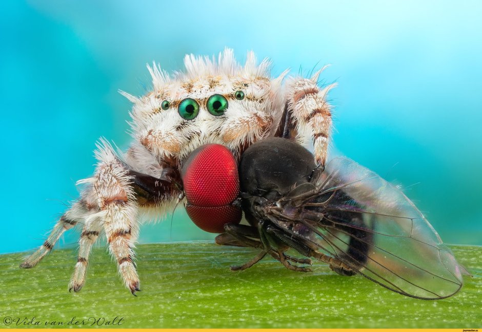 Прикол про бабочек на платье