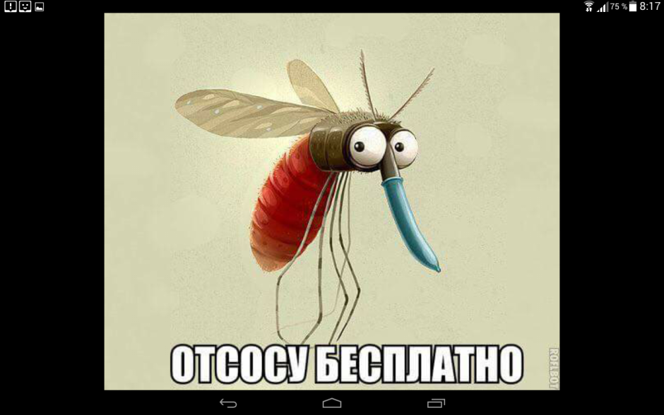 Насекомые Эстетика