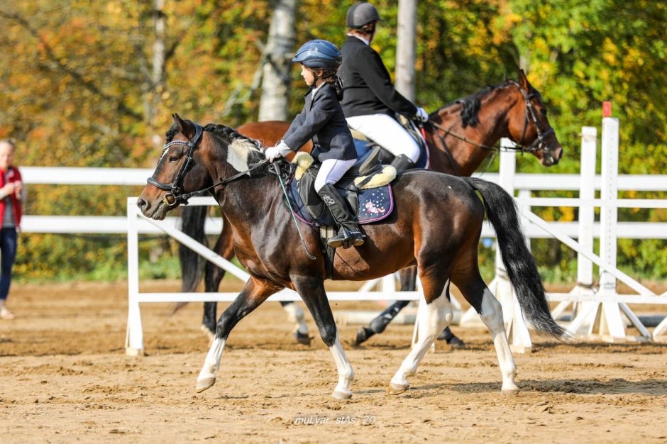 Жеребец Герхард 2012