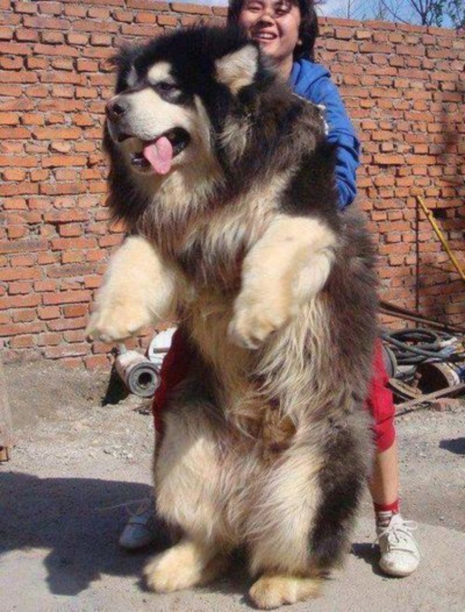 Маламут Аляскинский гигант