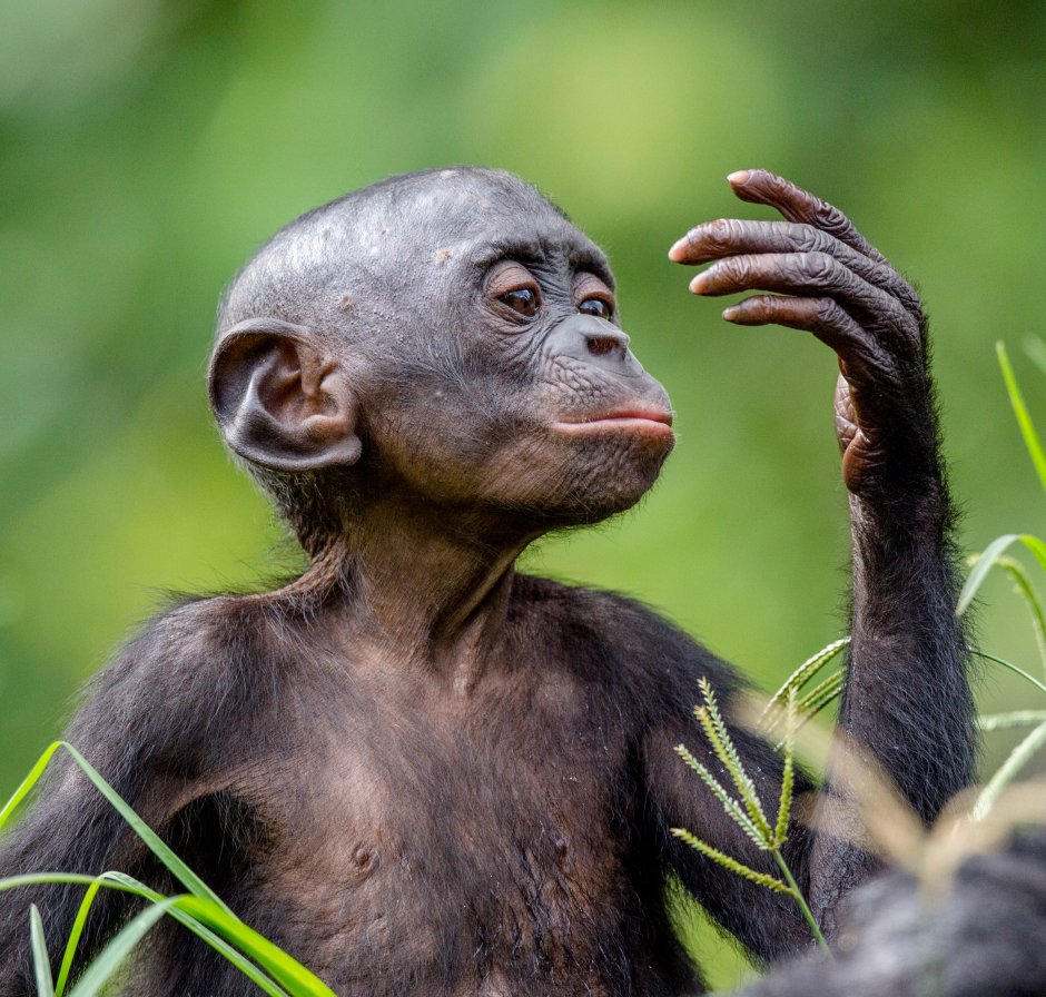 Лысый Bonobo