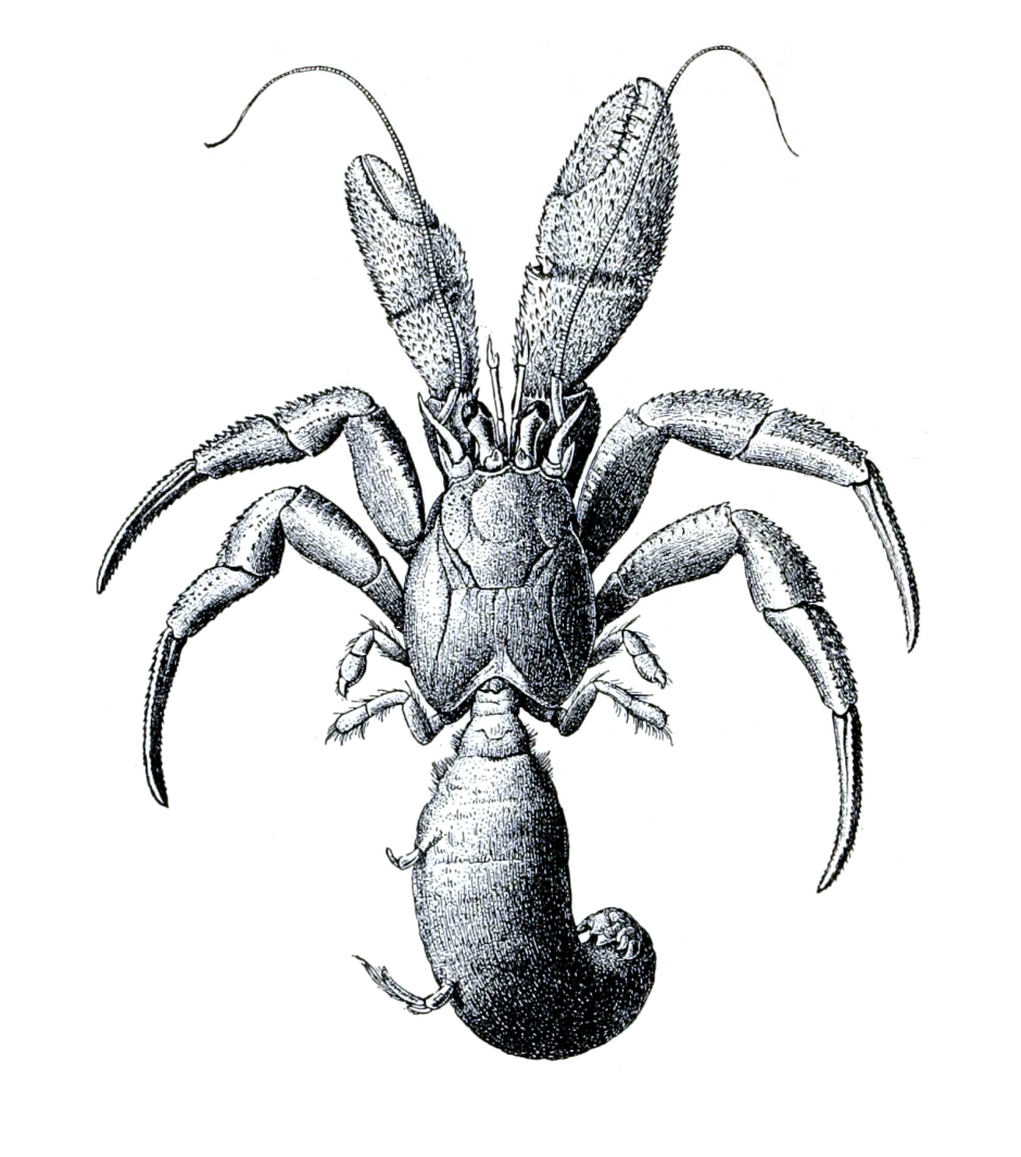 Камчатский Королевский краб