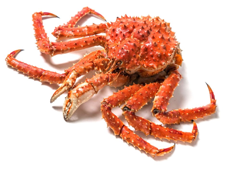 Paralithodes camtschatica