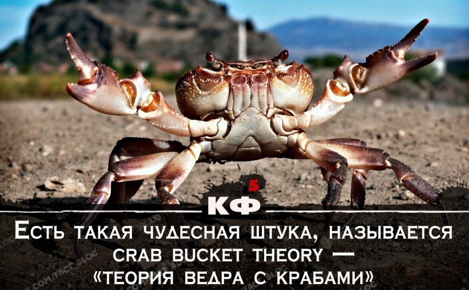 Миграция красных крабов остров Рождества