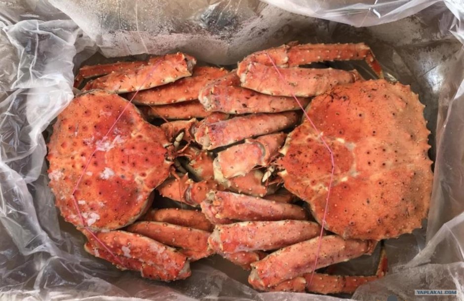 Камчатский Королевский краб