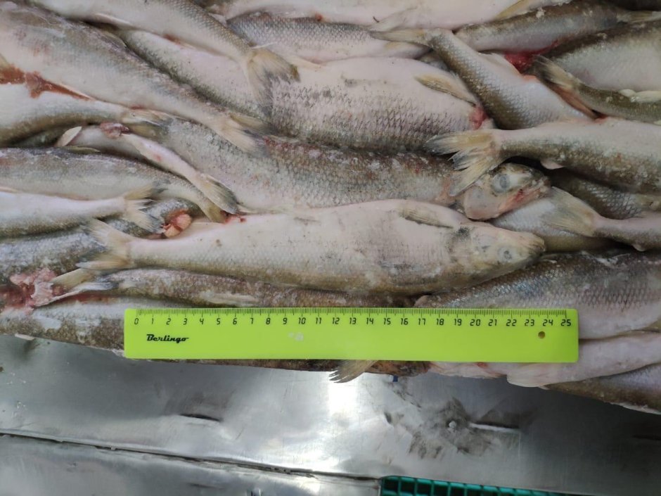 Навага камбала