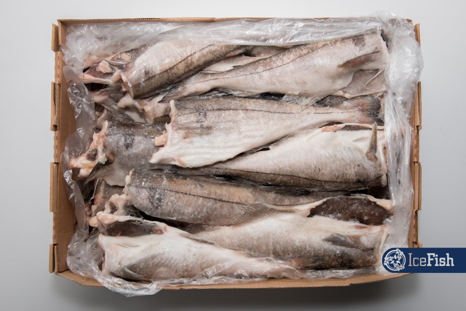 Рыбы хек и пикша