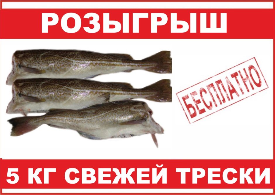 Филе трески на белом фоне