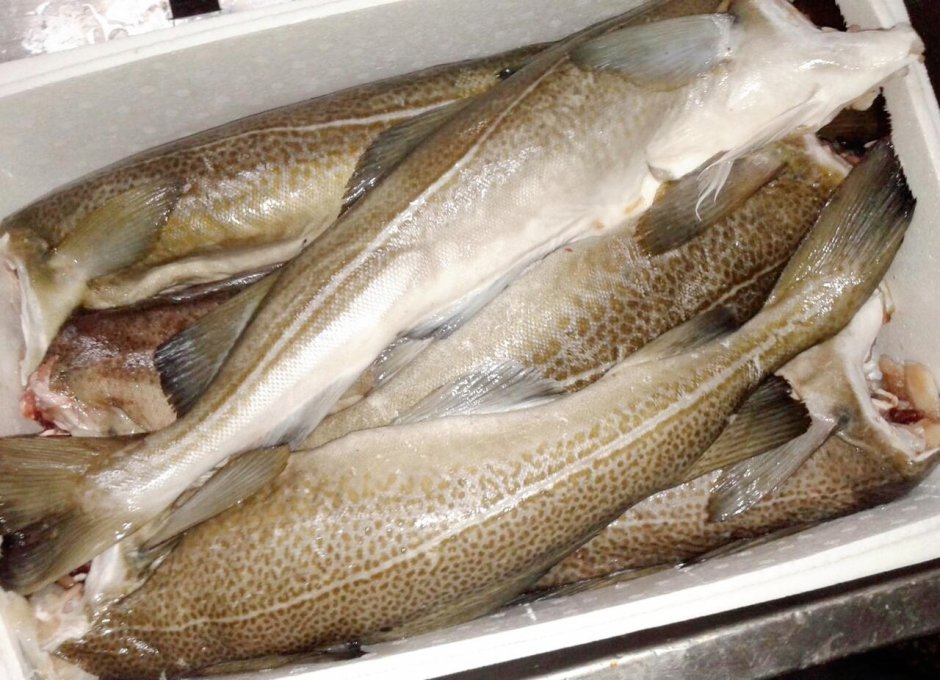 Филе кальмара МОРФИШ