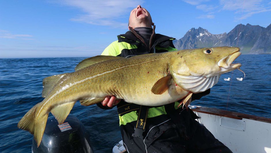 Лимонелла рыба лимонелла