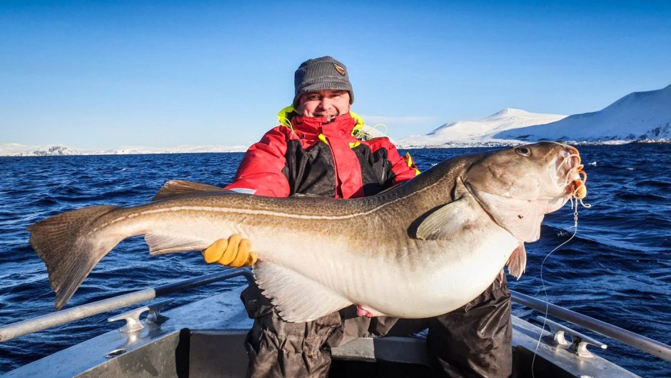 Минтай филе монолит