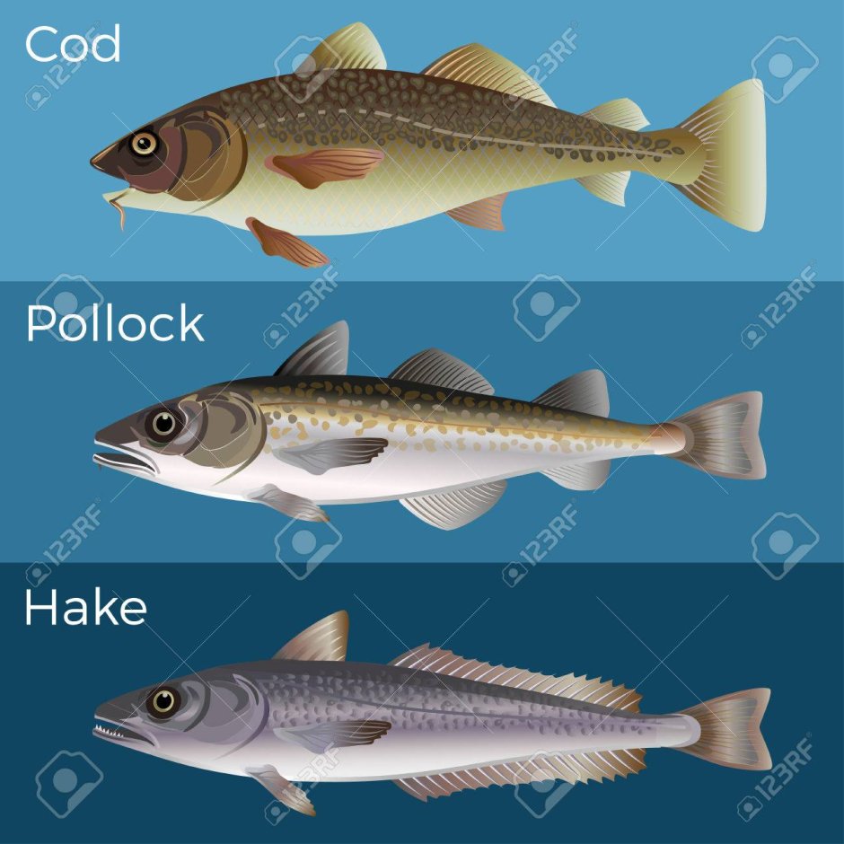 Треска рыба