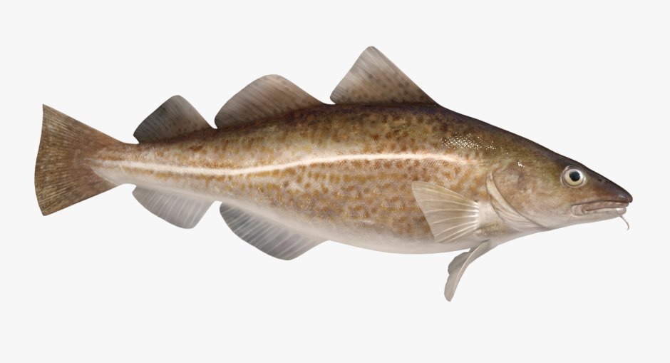 Треска для детей