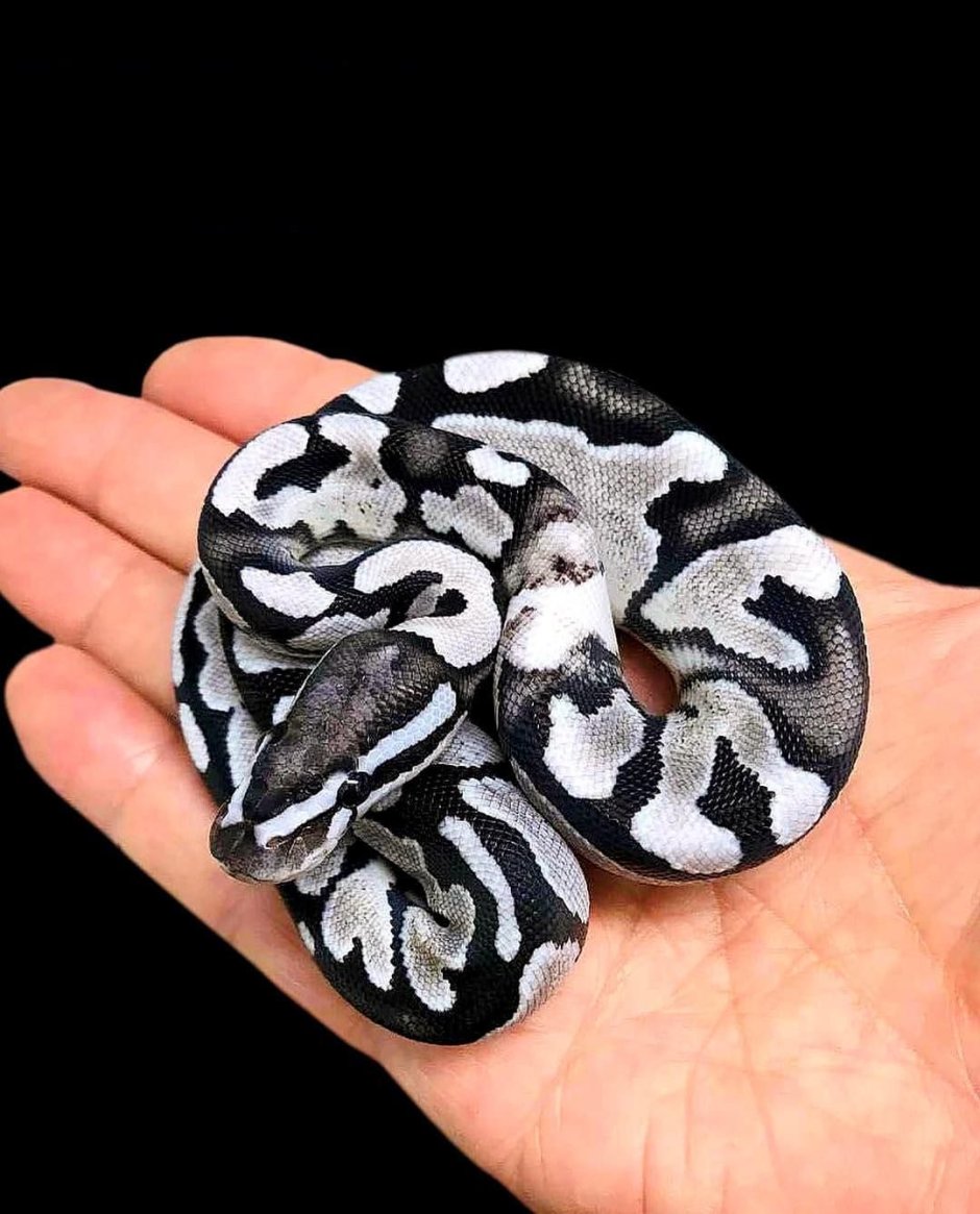 Королевский питон pied