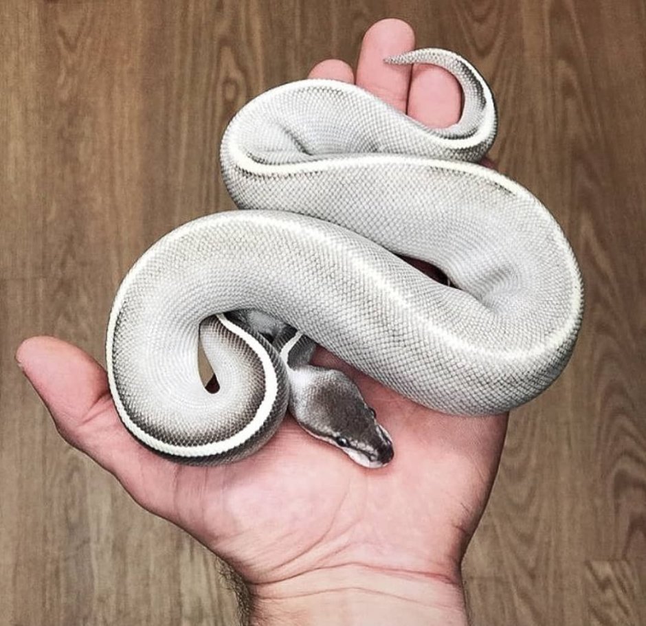 Ghi Mojave Ball Python