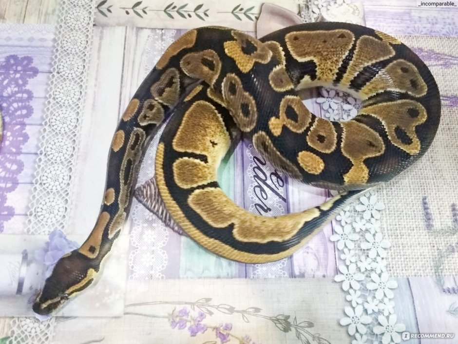 Королевский питон морфы фиолетовый