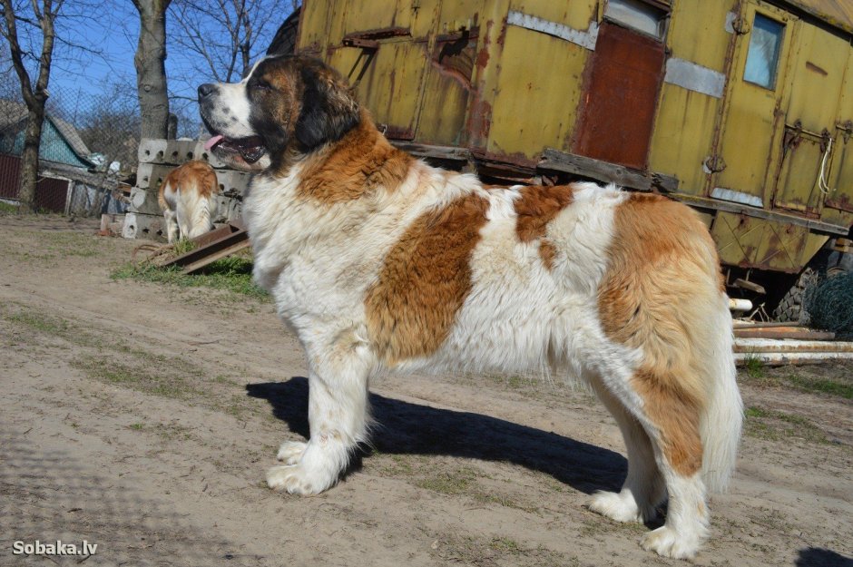 Длинношерстный Сенбернар